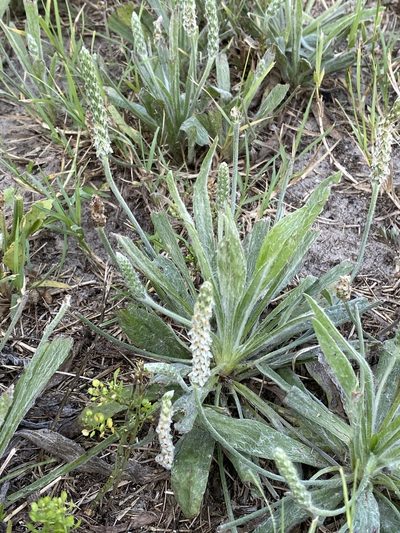 Plantago hookeriana, photographed by Scott Holt