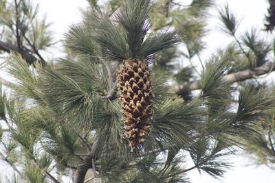 Pinus stylesii, photographed by Juan Cruzado Cortés
