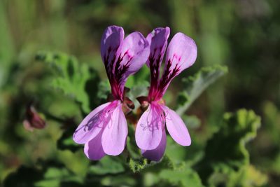 Pelargonium panduriforme, photographed by Corne Brink