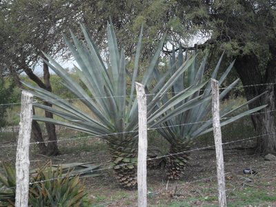 Agave fourcroydes, photographed by Tereso Hernández Morales