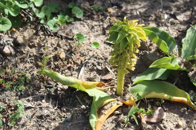 Eucomis autumnalis, photographed by Corne Brink
