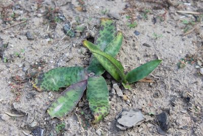 Ledebouria revoluta, photographed by Corne Brink