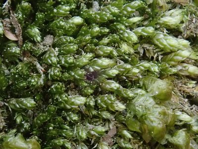 Plagiothecium cavifolium, photographed by Christian Berg