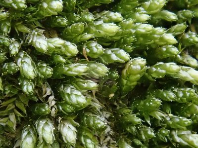 Plagiothecium cavifolium, photographed by Christian Berg