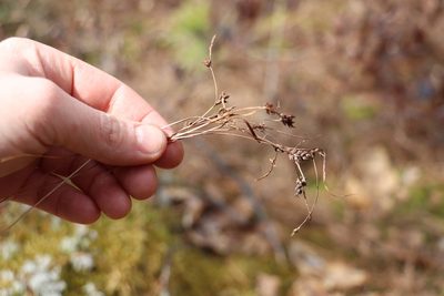 Carex globularis, photographed by Nina Filippova