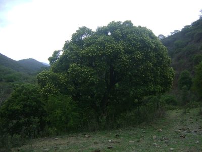 Ehretia latifolia, photographed by Tereso Hernández Morales