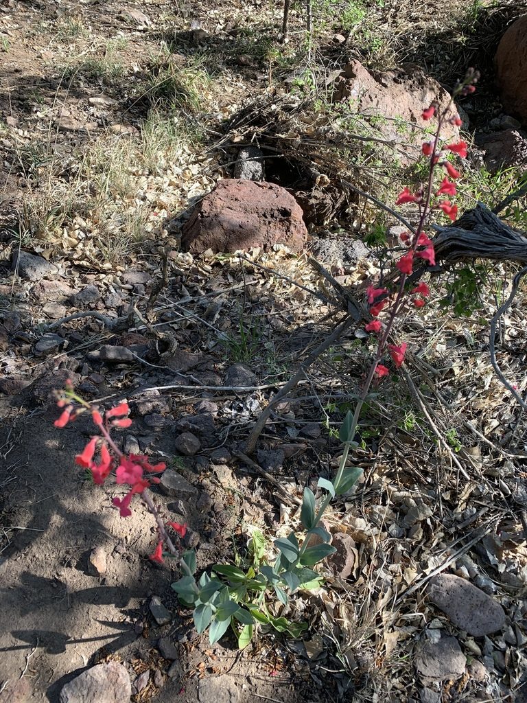 Penstemon wrightii, photographed by Chris (CP) and Pamela (PP) Pipes