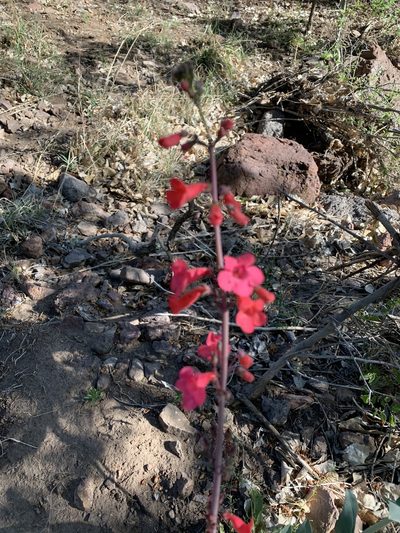 Penstemon wrightii, photographed by Chris (CP) and Pamela (PP) Pipes