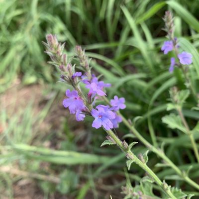 Verbena plicata, photographed by Ethan Wright-Magoon