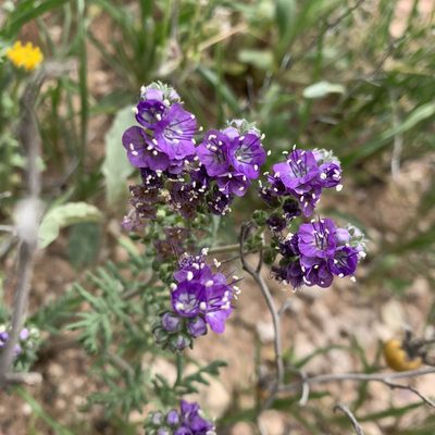 Phacelia popei, photographed by Ethan Wright-Magoon
