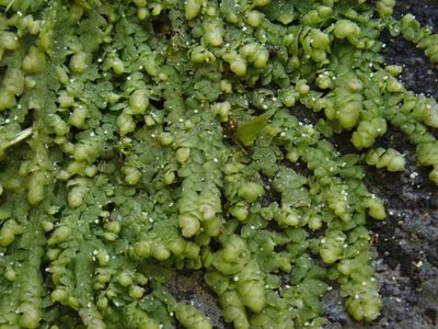 Lejeunea cavifolia, photographed by Christian Berg