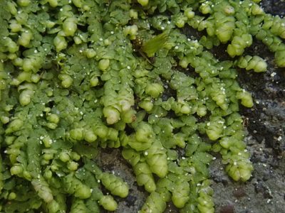 Lejeunea cavifolia, photographed by Christian Berg
