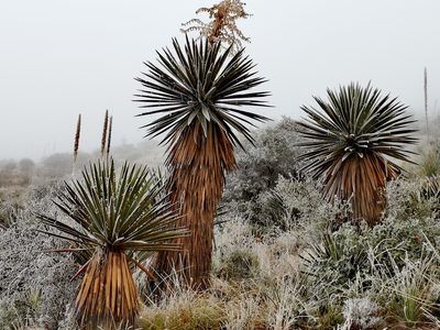 Yucca faxoniana, photographed by Luis Fuentes Castillo