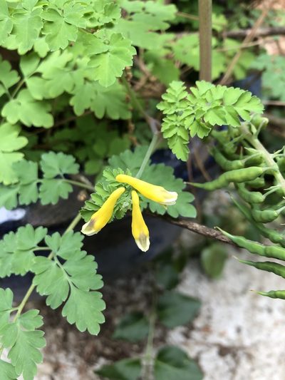 Corydalis heterocarpa, photographed by ch3chia