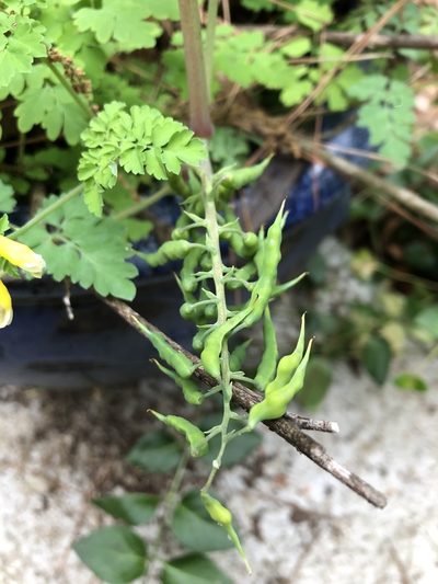 Corydalis heterocarpa, photographed by ch3chia