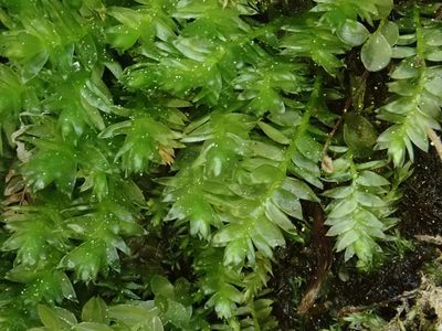 Plagiothecium nemorale, photographed by Christian Berg