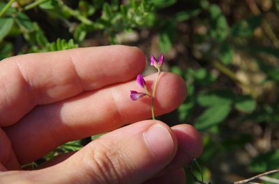 Lespedeza texana, photographed by Eric Knight
