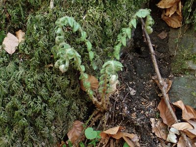 Polystichum braunii, photographed by Christian Berg