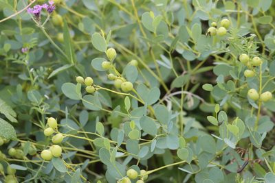 Baptisia sphaerocarpa, photographed by Rich Sommer