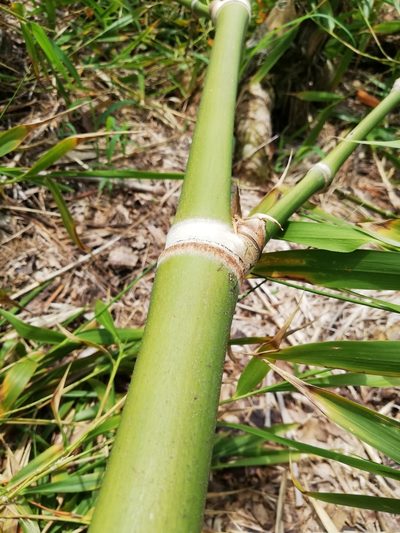 Guadua angustifolia, photographed by Alison Guerra