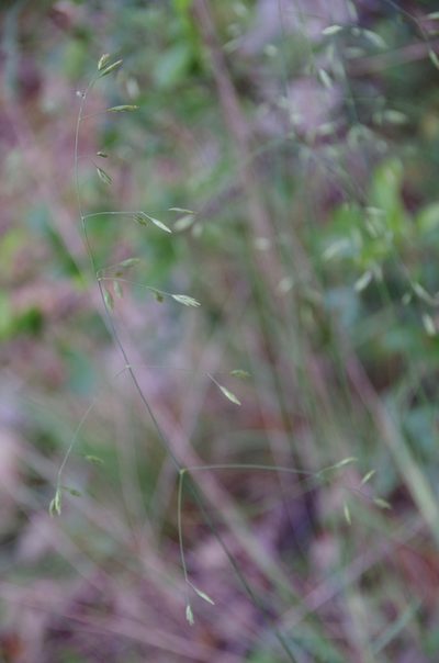 Festuca versuta, photographed by Eric Knight