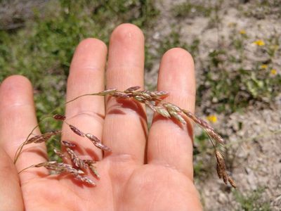 Tridens texanus, photographed by Cleveland Powell