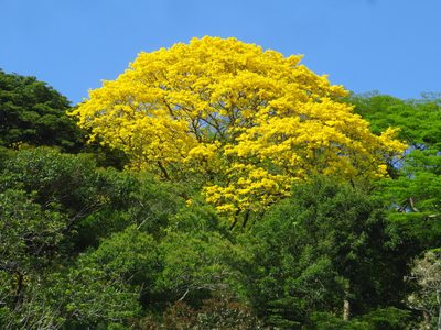 Handroanthus guayacan, photographed by Denise Dalbosco Dell'Aglio