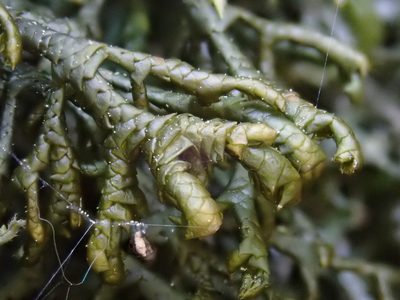 Porella arboris-vitae, photographed by Christian Berg