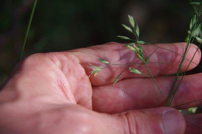 Festuca versuta, photographed by Eric Knight