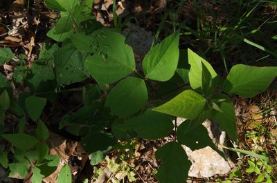 Desmodium lindheimeri, photographed by Eric Knight