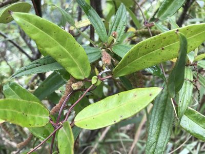 Anodendron affine, photographed by owl