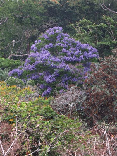 Jacaranda copaia, photographed by Denise Dalbosco Dell'Aglio
