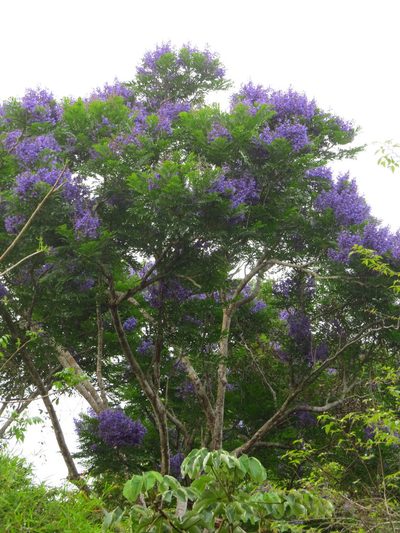 Jacaranda copaia, photographed by Denise Dalbosco Dell'Aglio