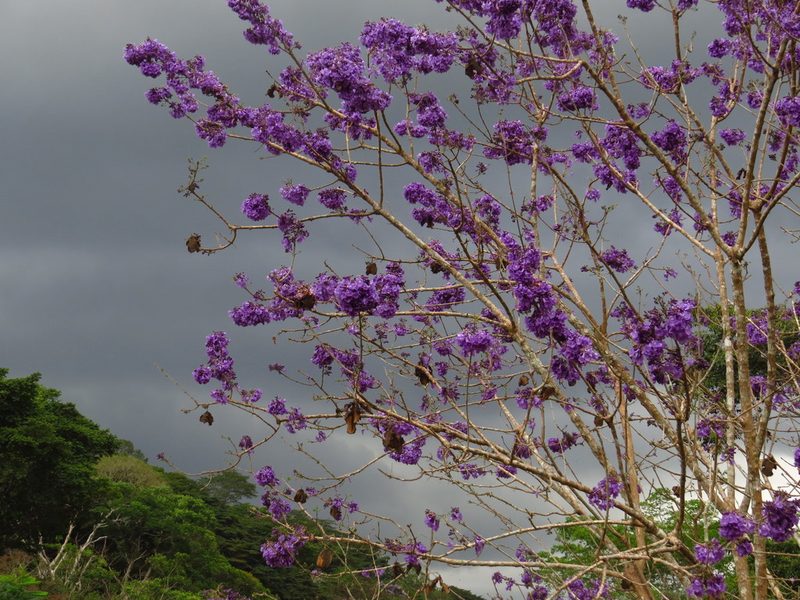 Jacaranda caucana, photographed by Denise Dalbosco Dell'Aglio