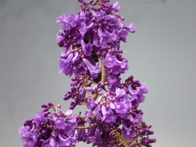 Jacaranda caucana, photographed by Denise Dalbosco Dell'Aglio