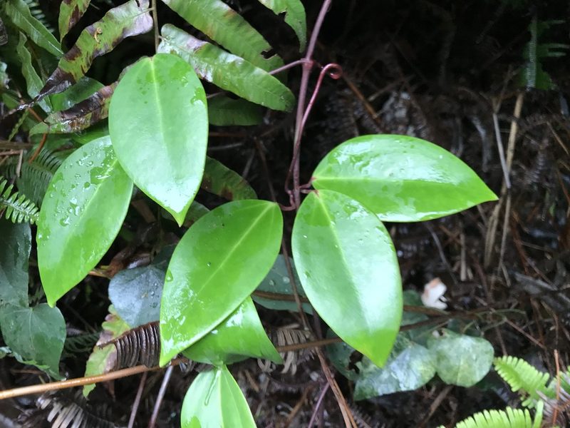 Clematis crassifolia, photographed by owl