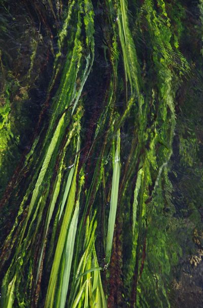 Zizania texana, photographed by Eric Knight