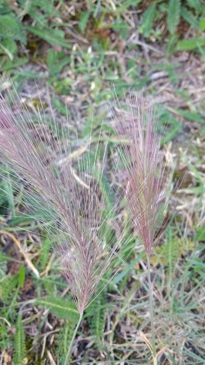 Hordeum comosum, photographed by Tabaré Barreto