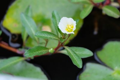 Ludwigia adscendens, photographed by horrorshowo