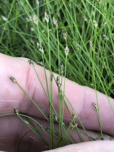 Eleocharis parvula, photographed by Sam Kieschnick
