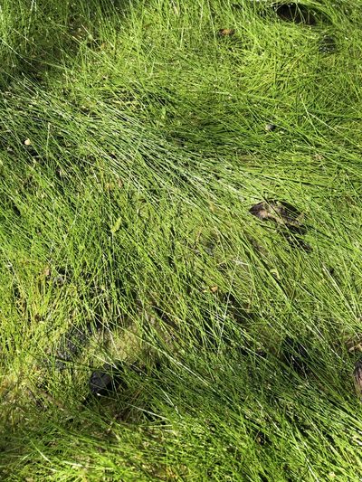Eleocharis parvula, photographed by Sam Kieschnick