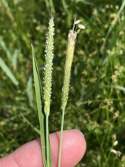 Alopecurus carolinianus, photographed by Sam Kieschnick