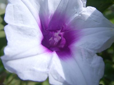 Ipomoea tiliacea, photographed by Carlos Henrique Russi