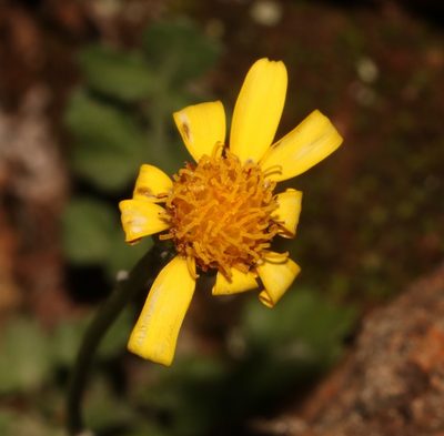 Bolandia pedunculosa, photographed by Brian du Preez