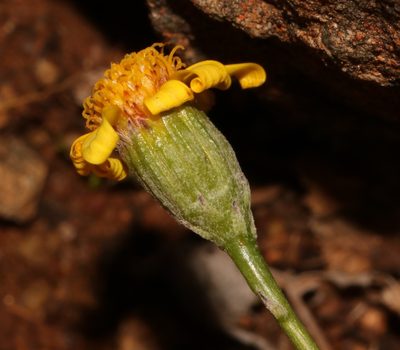 Bolandia pedunculosa, photographed by Brian du Preez