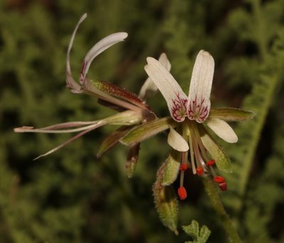 Pelargonium tragacanthoides, photographed by Brian du Preez