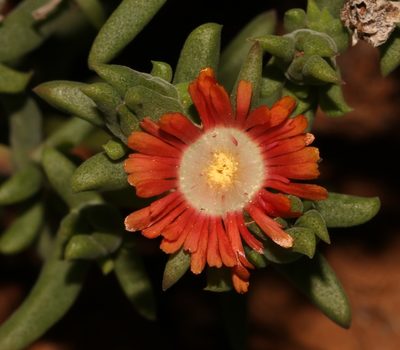 Delosperma multiflorum, photographed by Brian du Preez