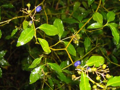 Palicourea leiocarpa, photographed by Leonel Roget