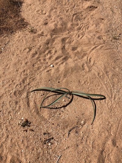 Toxicoscordion brevibracteatum, photographed by Melanie J. Davis