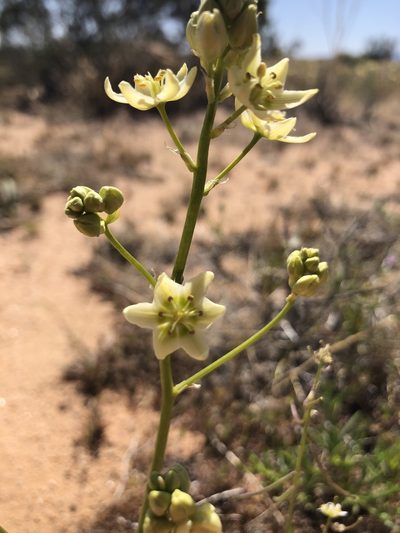 Toxicoscordion brevibracteatum, photographed by Melanie J. Davis